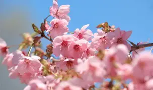 樱川天蓝备战关键比赛,全力以赴备战的简单介绍 樱川天蓝备战关键比赛,全力以赴备战的简单介绍